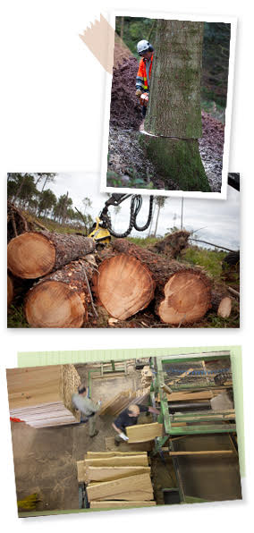 un bûcheron coupe un arbre, une pelle mécanique transporte des troncs d'arbres coupé puis dans une usine, des planches de bois sont fabriquées