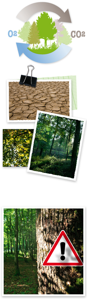 plusieurs images sont présente: un schémas montrant que les forêts permettent de transformer le CO2 en O2, une photo d'un sol sec et des photos de forêts dont une avec un panneau signalant de faire attention