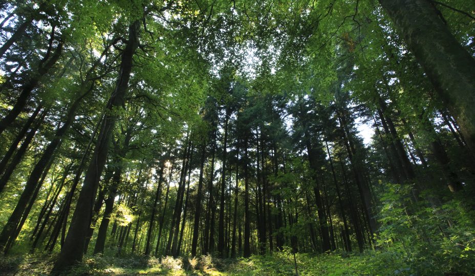 forêt verdoyante avec un point de vue du sol dirigé vers le ciel