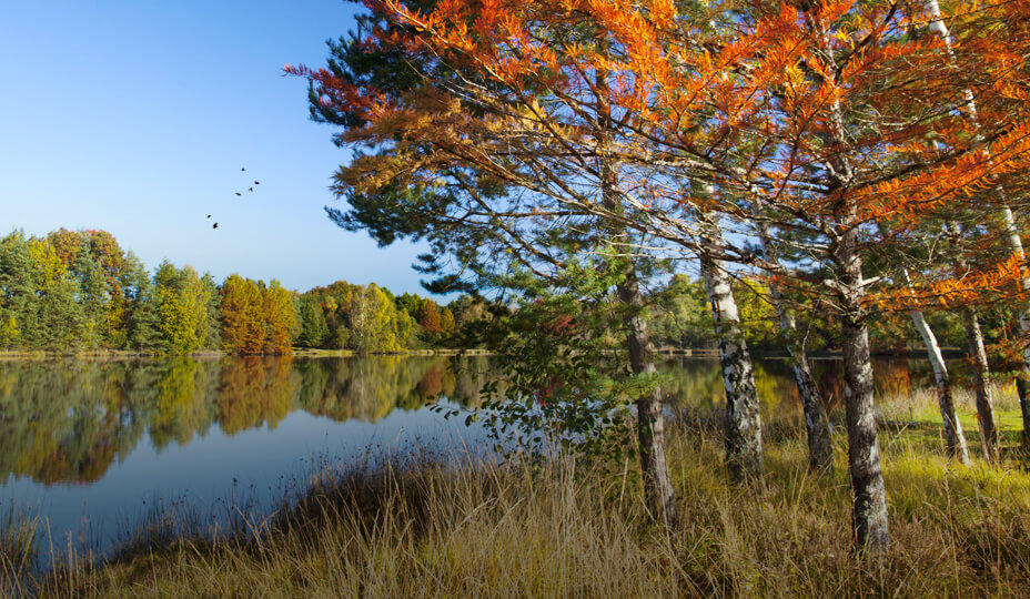 un lac entouré d'une forêt en automne