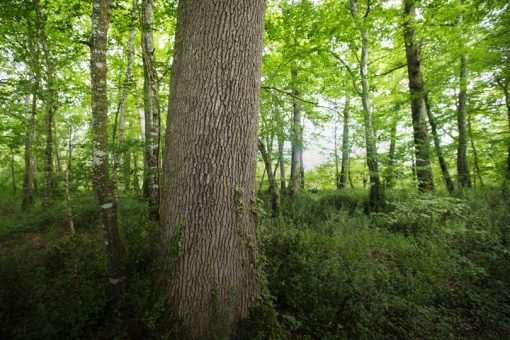photo d'une forêt avec un tronc d'arbre qu premier plan