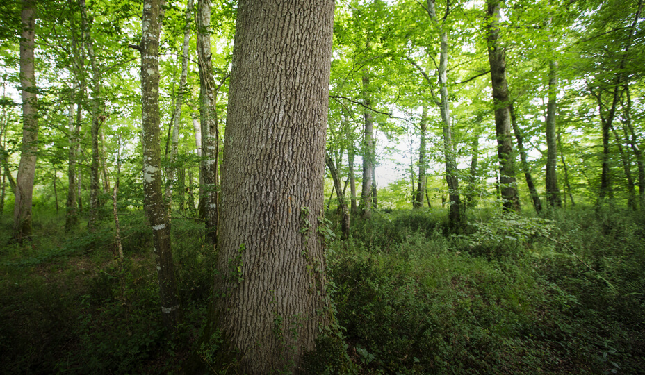 photo d'une forêt avec un tronc d'arbre qu premier plan