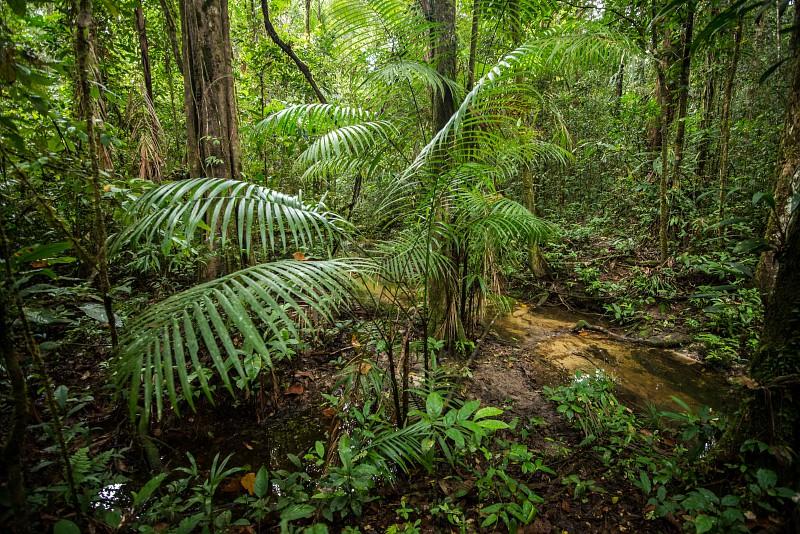Forêt tropicale humide de Guyane avec fougères et ruisseau