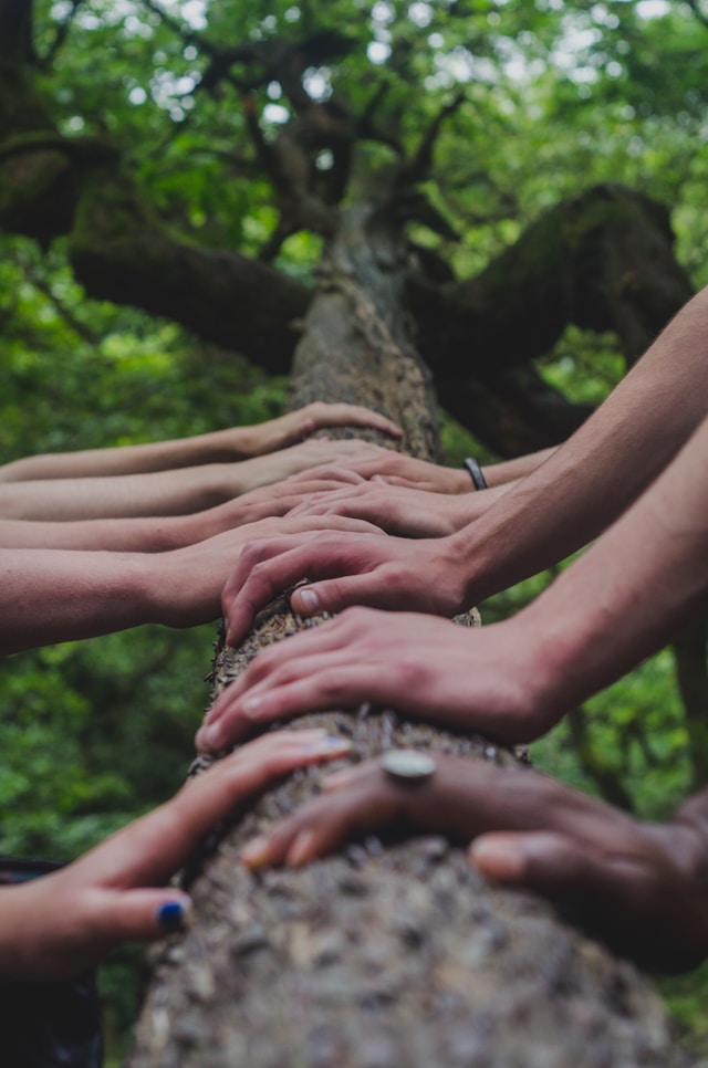 Mains de plusieurs personnes posées sur un tronc d'arbre, engagement collectif