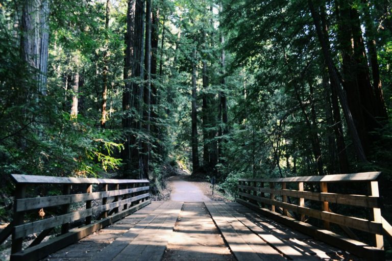 Passerelle en bois dans une forêt de grands conifères