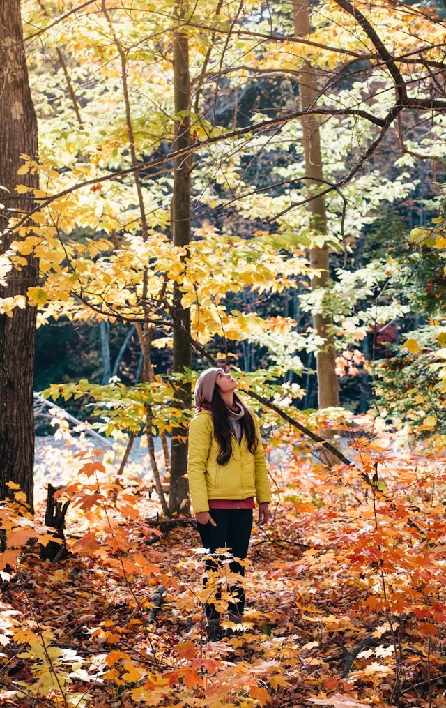 Promeneuse dans une forêt de feuillus aux couleurs d'automne
