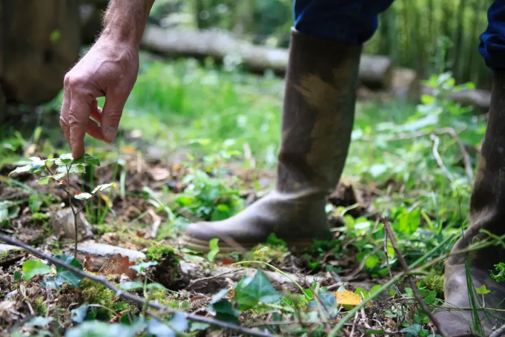 Propriétaire forestier