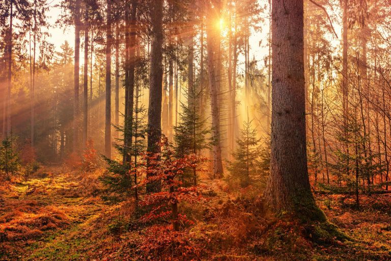 Bûches de bois issu de forêts gérées durablement, empilées