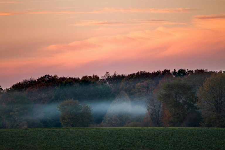 Lisière de forêt gérée durablement dans la brume au coucher du soleil